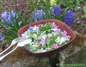 salade de jacinthes
