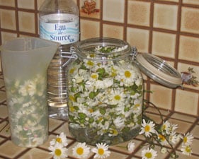 vin de marguerite