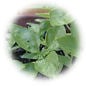 basilic