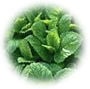 menthe