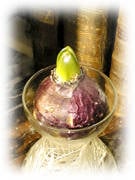 jacinthe sur vase de forçage