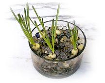 bulbes sur billes de verre et gravier