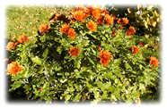 pot�e de chrysanth�mes