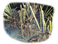 rhizomes de dahlias