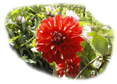 fleur de dahlia