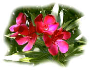fleurs laurier rose