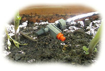 goutte &agrave; goutte dans une jardini&egrave;re