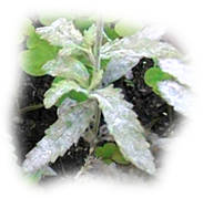 Feuilles de verveine atteintes d'o&iuml;dium
