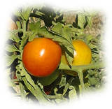la tomate est fr&eacute;quemment touch&eacute;e