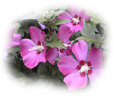 hibiscus