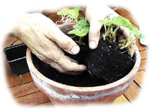plants de fraisiers dans un pot en terre