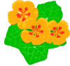 Capucine (tropaeolum)