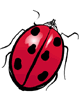 http://www.gerbeaud.com/jardin/fiches/00illustrations/pucerons_coccinelle.gif