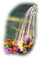 arrosage en pluie