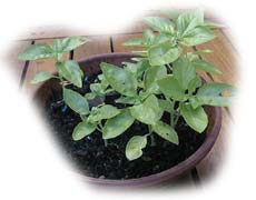 pot de basilic