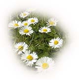 de simples paquerettes pour une touche de blanc