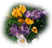 crocus