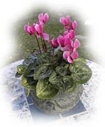 cyclamen
