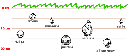 profondeurs de plantation des principaux bulbes