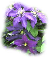 cl&eacute;matite (clematis)