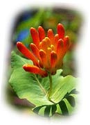 chèvrefeuille (lonicera)