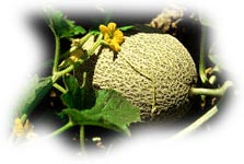 melon et fleurs