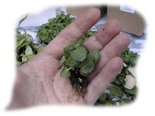 Les minimottes mesurent approximativement un pouce