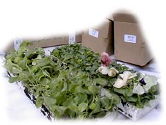 Minimottes conditionn&eacute;es en barquettes de 35 plants