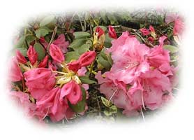 rhododendron