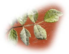 oidium sur feuille de rosier