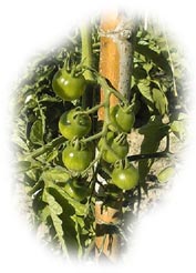 tomates cerises sur tuteur