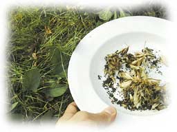 assiette de graines