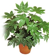 fatsia japonica