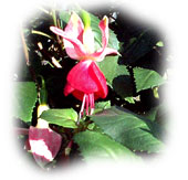 fucshia