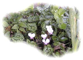 le cyclamen forme �galement un excellent couvre sol