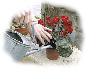 arrosage des cyclamens
