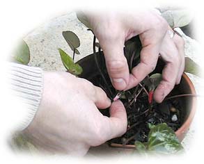 cyclamen : suppression des premiers boutons floraux