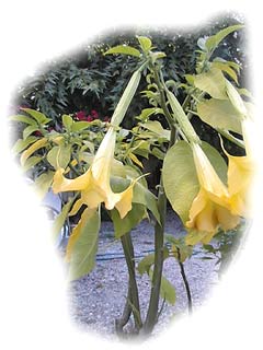 datura (brugmansia)