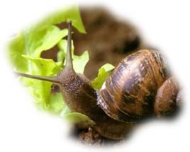 L'image http://www.gerbeaud.com/jardin/fiches/02illustrations/escargot.jpg ne peut tre affiche car elle contient des erreurs.
