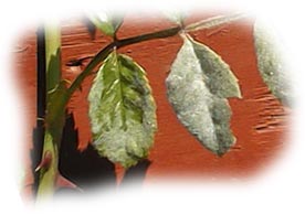 feuilles de rosier atteintes par l'oidium