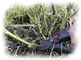 rosier : suppression des gourmands