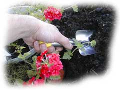 transplantoir