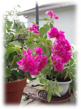 bougainvill�e en pot