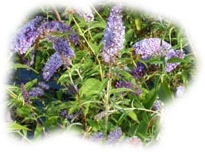 buddleia bleu