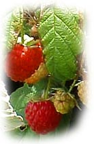 framboises
