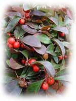 Gaultheria procumbens