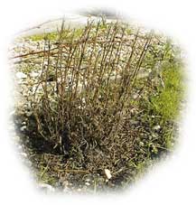 lavande papillon gel&eacute;e