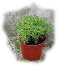 lavande angustifolia munstead