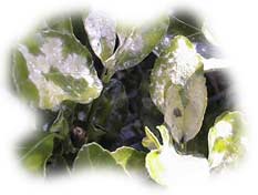 oidium sur feuille de fusain