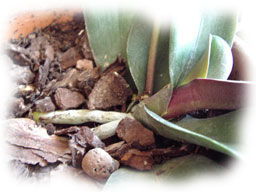m&eacute;lange d'&eacute;corces pour orchid&eacute;es